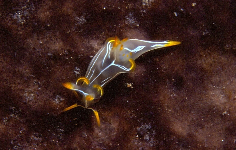 Da Olbia: Immersioni nell’Area Marina Protetta – Secche, pareti e relitti — photo 3