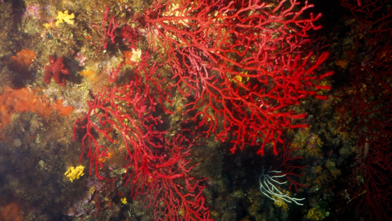 Da Olbia: Immersioni nell’Area Marina Protetta – Secche, pareti e relitti — photo 2