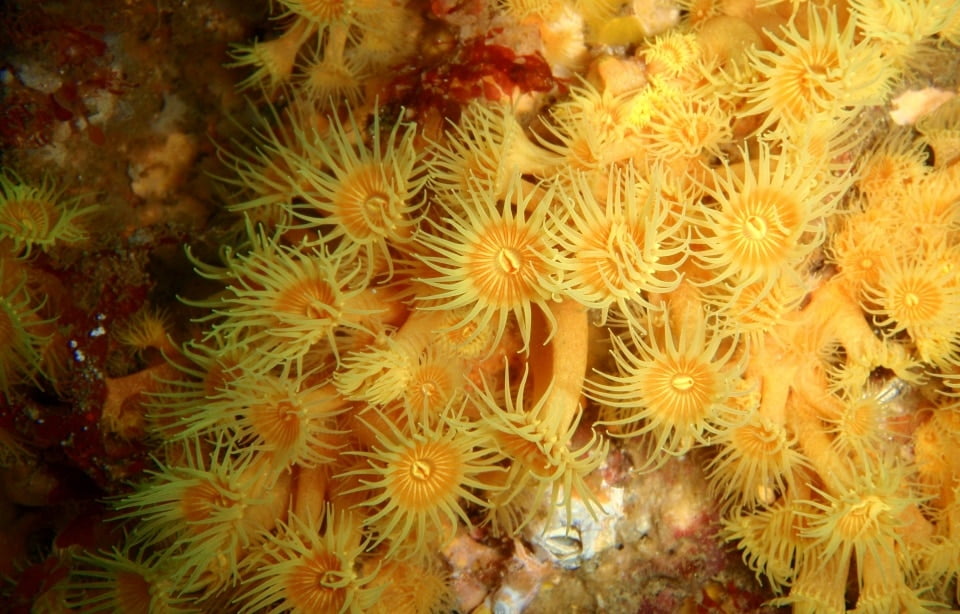 Da Golfo Aranci: Immersioni a Figarolo – Relitti, grotte e fondali spettacolari — photo 3