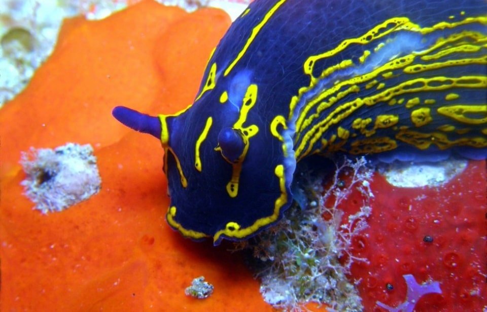 Da Golfo Aranci: Immersioni a Figarolo – Relitti, grotte e fondali spettacolari — photo 2