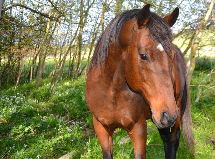 Equitazione per Bambini a Olbia: Avventura a Cavallo nella Natura Sarda — photo 3