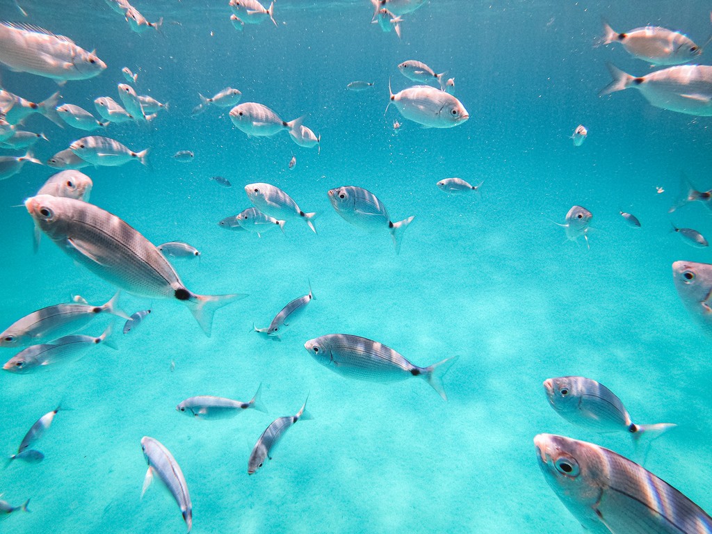 Snorkeling at Tavolara and Molara Islands – Guided Boat Tour — photo 3