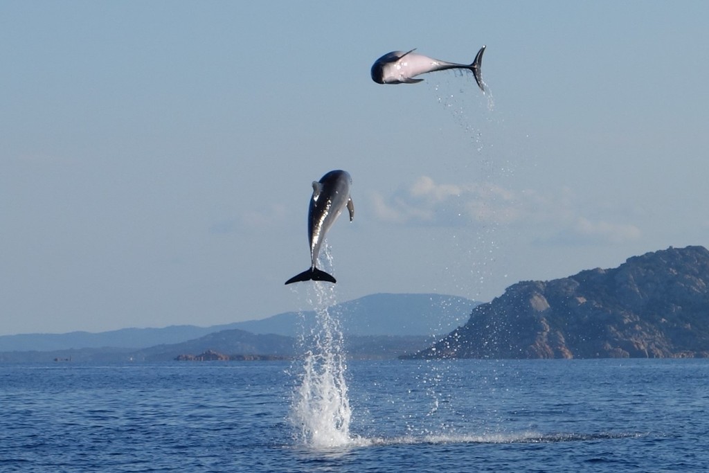 Dolphin Watching at Capo Figari – Wildlife Boat Tour from Golfo Aranci — photo 1